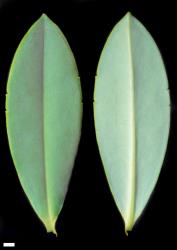 Veronica colensoi. Leaf surfaces, adaxial (left) and abaxial (right). Scale = 1 mm.
 Image: W.M. Malcolm © Te Papa CC-BY-NC 3.0 NZ